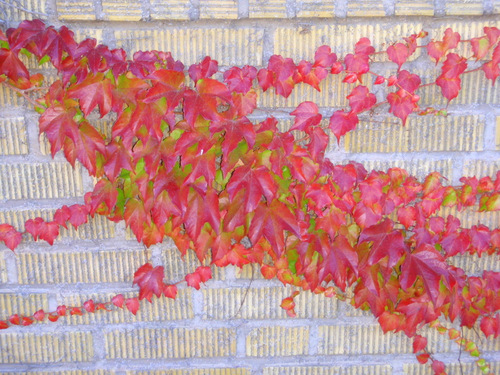 Ivy in Fall Color.